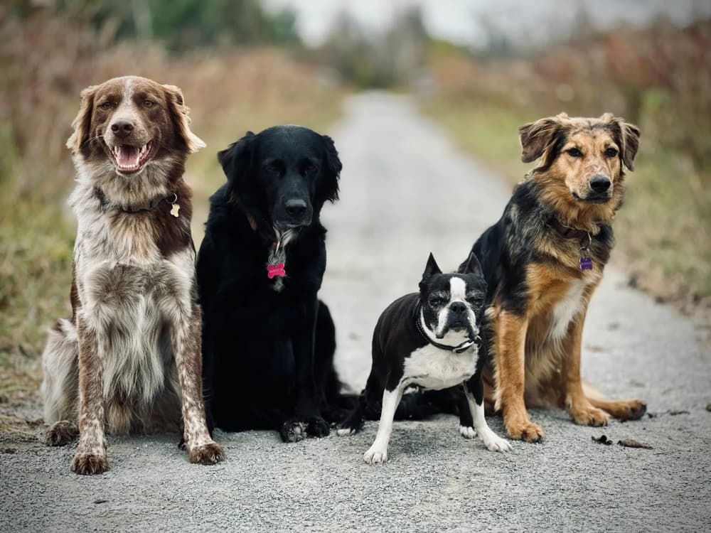Quelle race de chien vous correspond ?