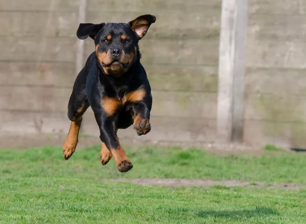 Être un Rottweiler