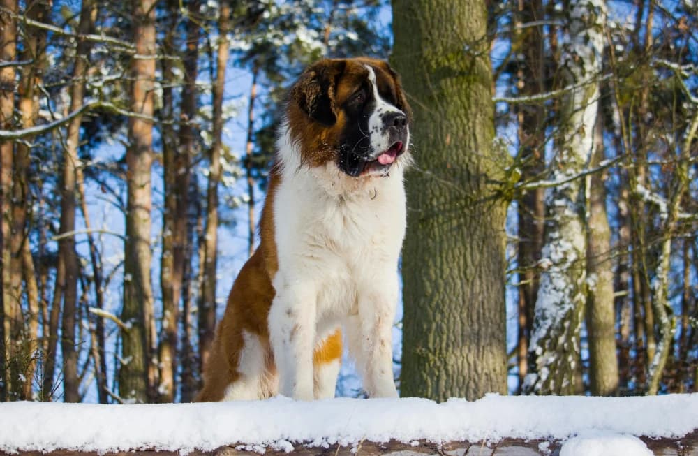Être un Saint-Bernard