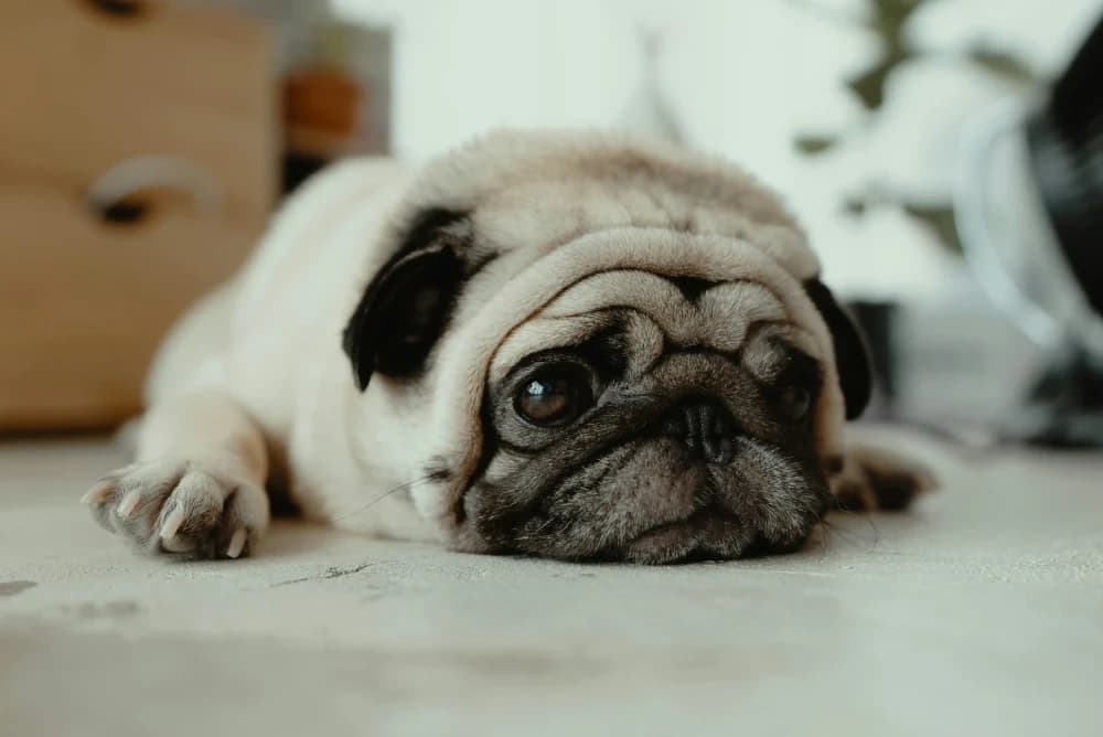 4 clés pour l’aider à mieux vivre la solitude