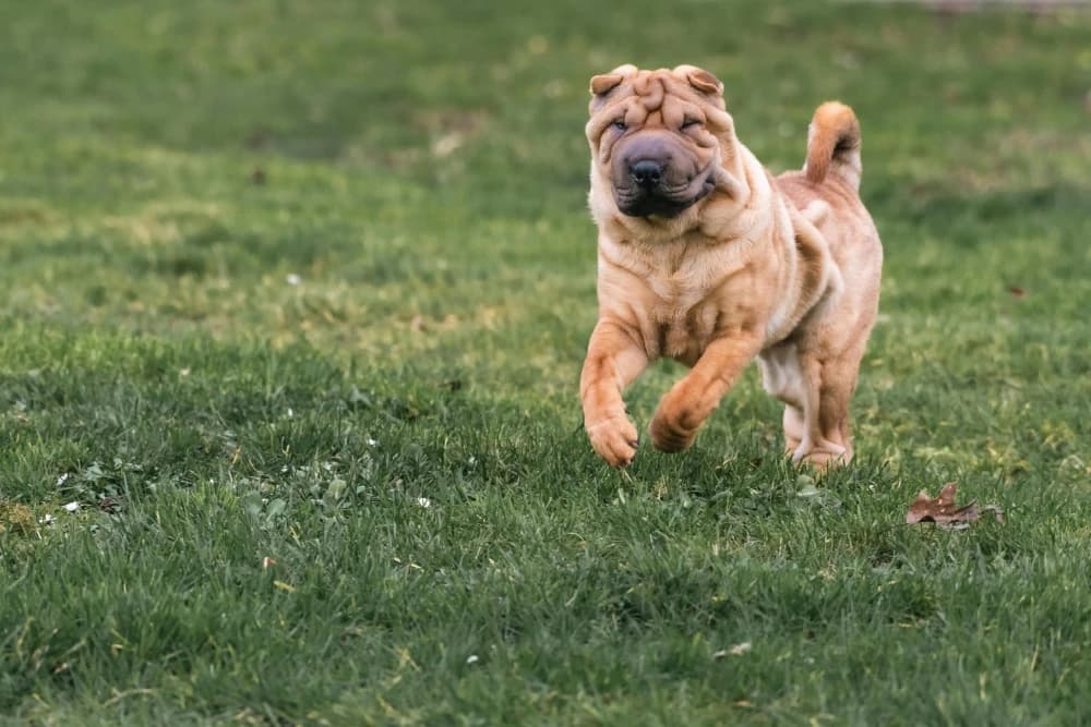 Être un Shar Pei