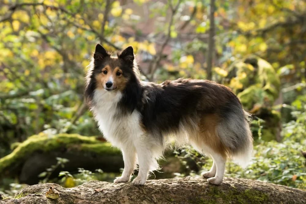 Être un Sheltie