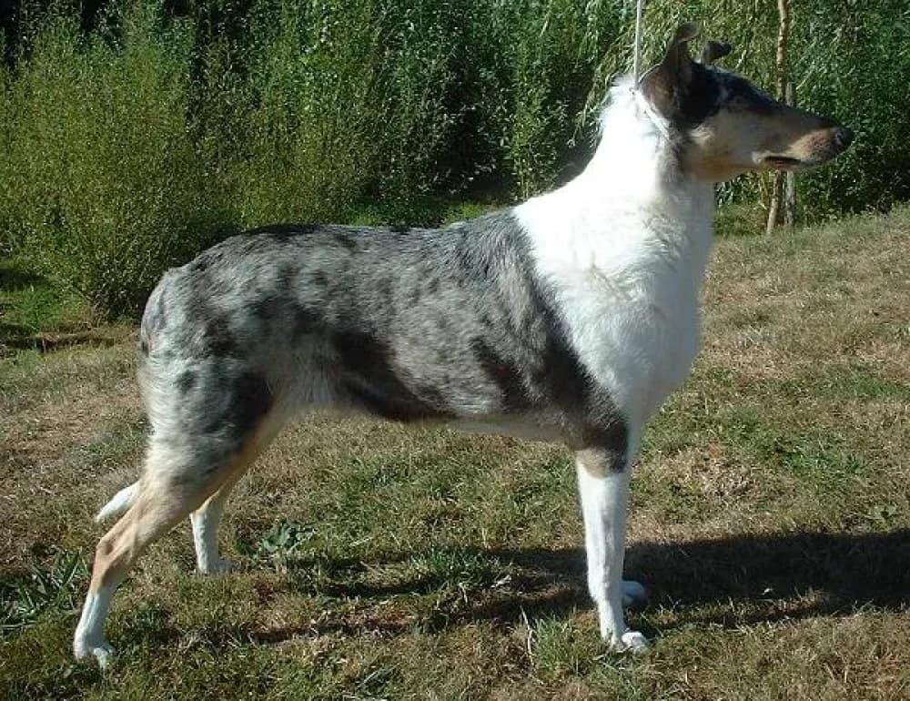 Être un Smooth Collie