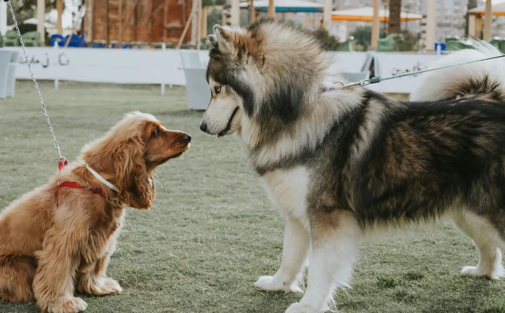 Socialisation : s'entendre avec d'autres chiens