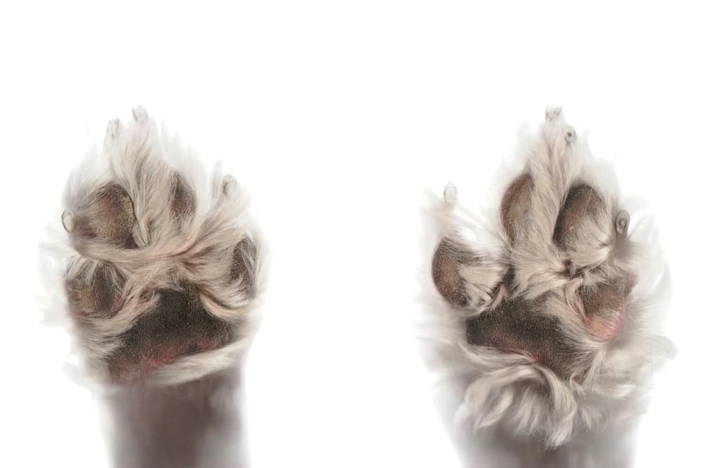 Le soin des pattes et des griffes