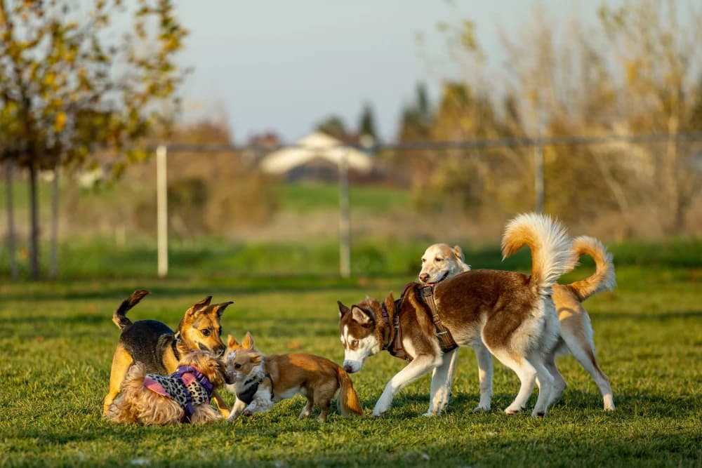Les solutions pour confier ton chien