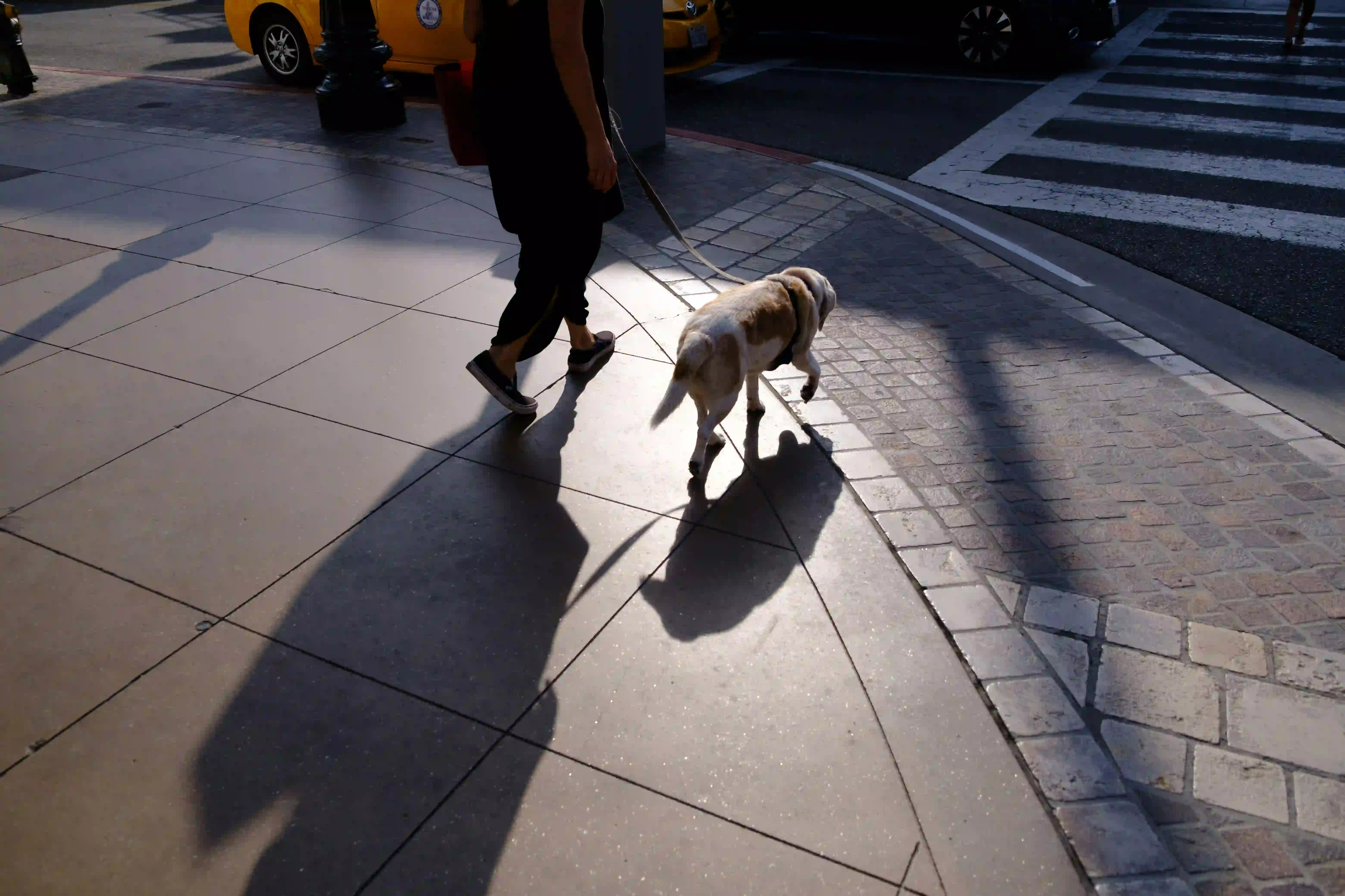 Promener ton chien : en ville vs à la campagne